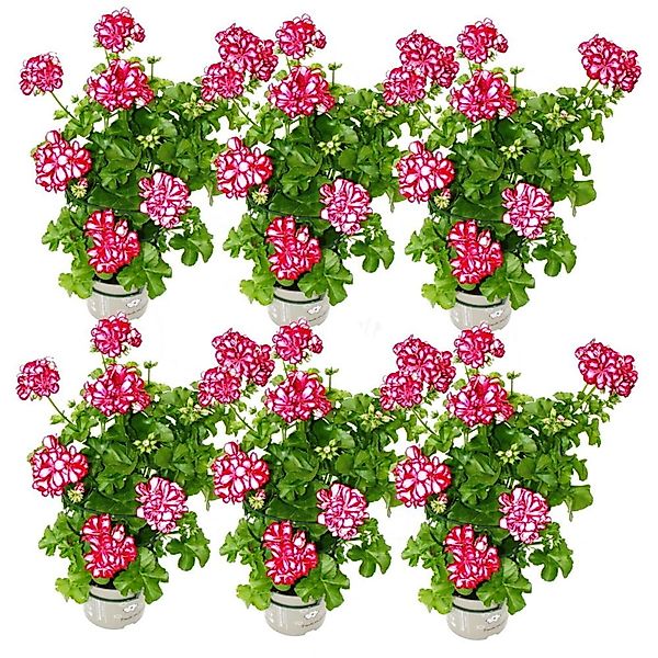 Exotenherz Geranien Hängend Pelargonium Peltatum 12cm Topf Set mit 6 Pflanz günstig online kaufen