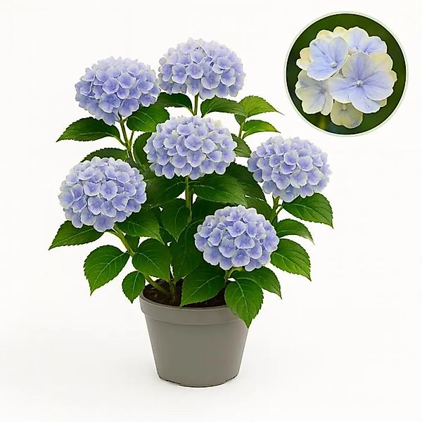 Exotenherz Hortensia Hydrangea Magical Jewel Blue Blau 6-10 Blühten 23cm To günstig online kaufen