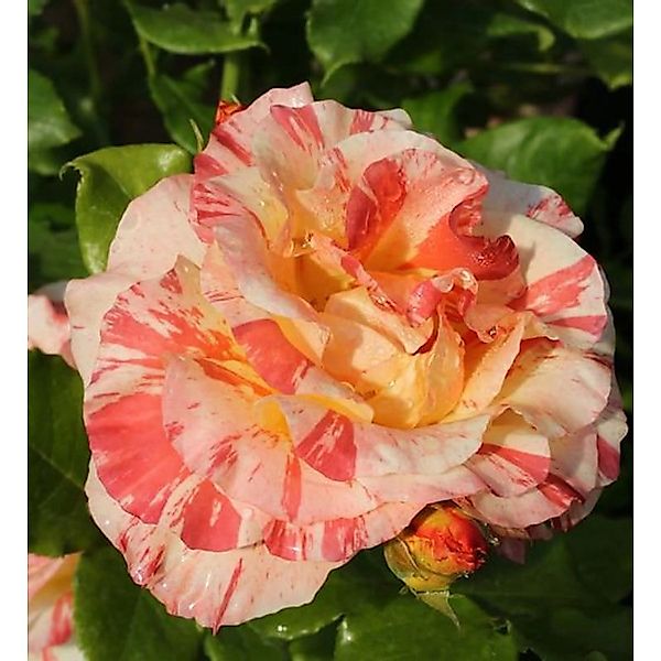 Malerrose Alfred Sisley 30-60cm günstig online kaufen