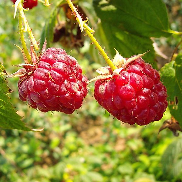 Himbeere Elida 40 - 60 cm Rubus idaeus günstig online kaufen