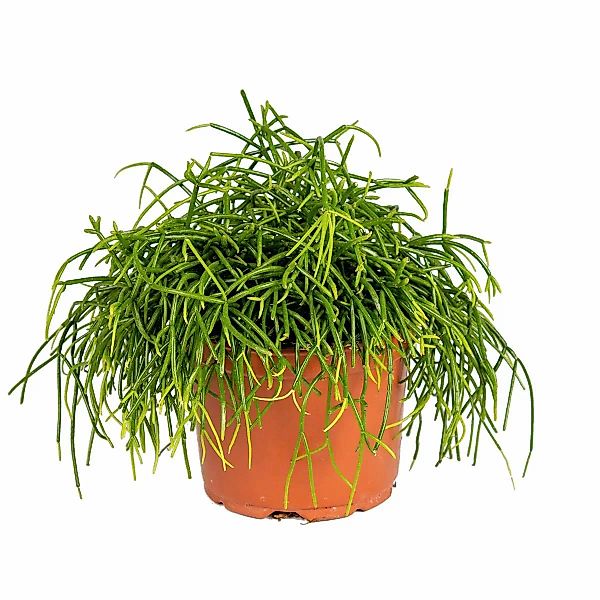 Casa Caron | Rhipsalis baccifera Oase günstig online kaufen