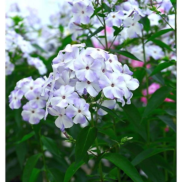 Hohe Flammenblume Blue Flame - Phlox Paniculata günstig online kaufen