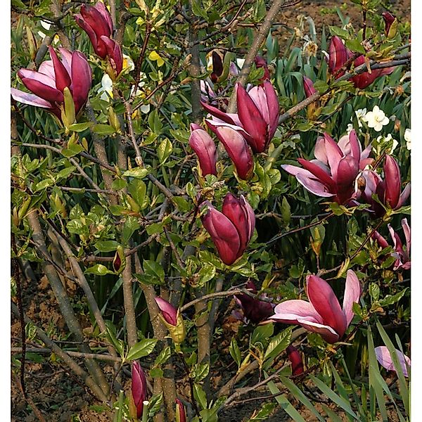 Purpur Magnolie 60-80cm - Magnolia liliiflora günstig online kaufen