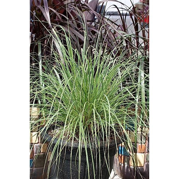 Pennisetum Alopecuroides Pennstripe Lampenputzergras Gestreift 2L Topf günstig online kaufen