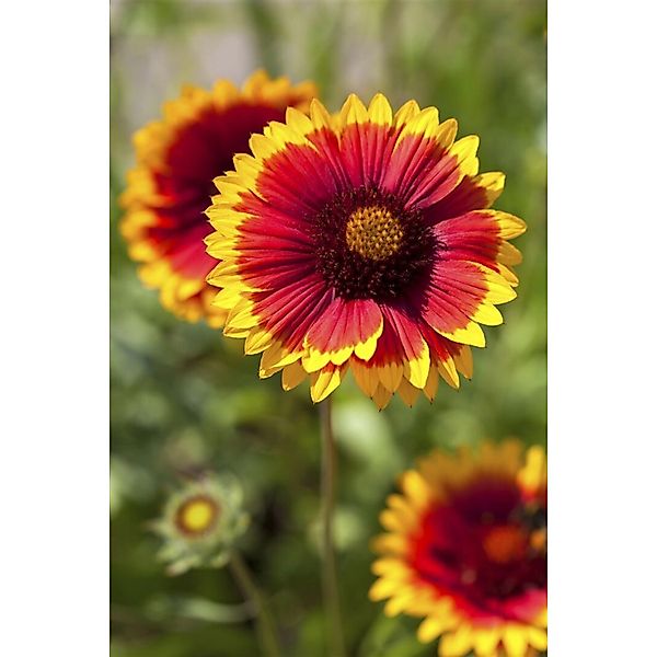Gaillardia X Grandiflora Arizona Sun Kokardenblume Ca. 9x9 cm Topf günstig online kaufen