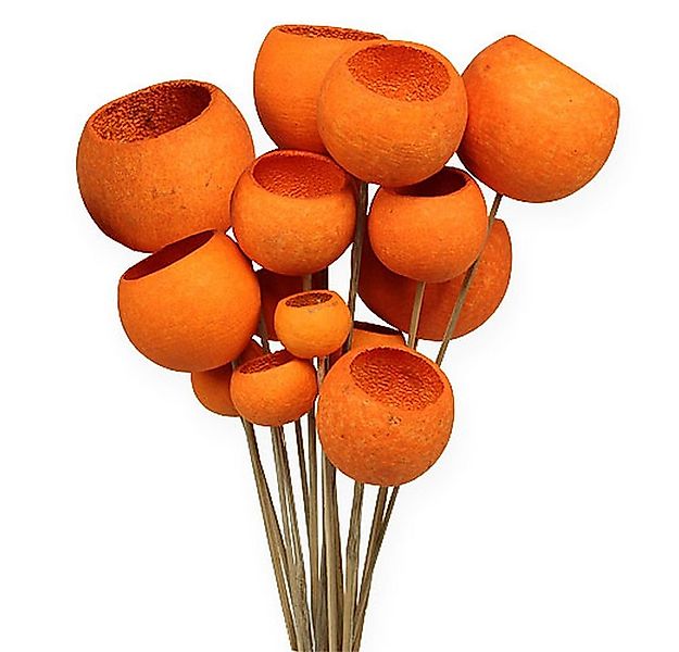 Trockenblume Bell Cup Stiel Orange 15 St Deko Herbst Grabschmuck, 15 Stück, günstig online kaufen