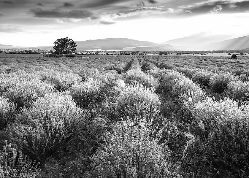 Papermoon Fototapete "Landschaft schwarz & weiß" günstig online kaufen