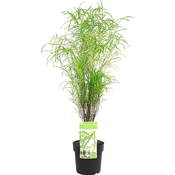 GROW by OBI Farnblättriges Pulverholz Fine Line Höhe 50-60 cm Topf 5, Rhamn günstig online kaufen