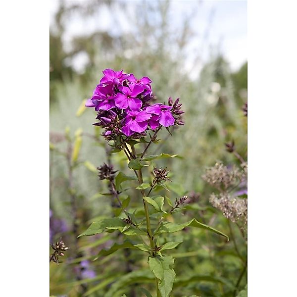 Phlox Paniculata Starfire Flammenblume Ca. 11x11 cm Topf günstig online kaufen