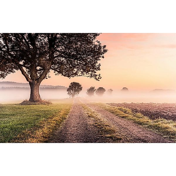 Komar Vliestapete »Digitaldruck Vlies - Misty Morning - Größe 400 x 250 cm« günstig online kaufen