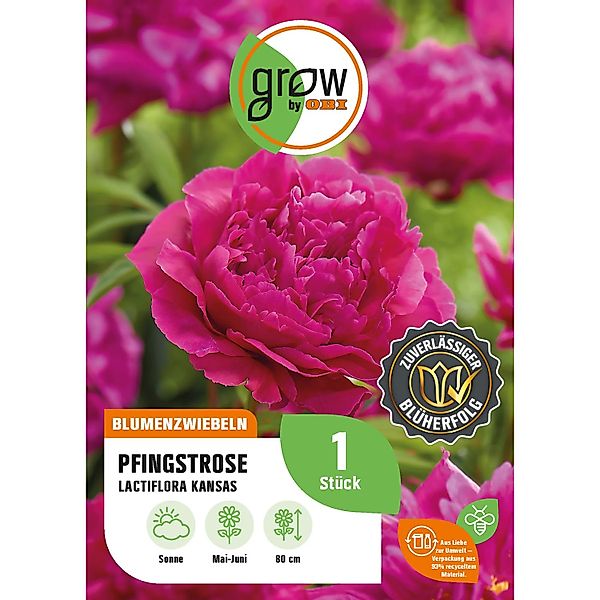 GROW by OBI Pfingstrose Lactiflora Kansas Höhe ca. 80 cm Paeonia,actiflora günstig online kaufen