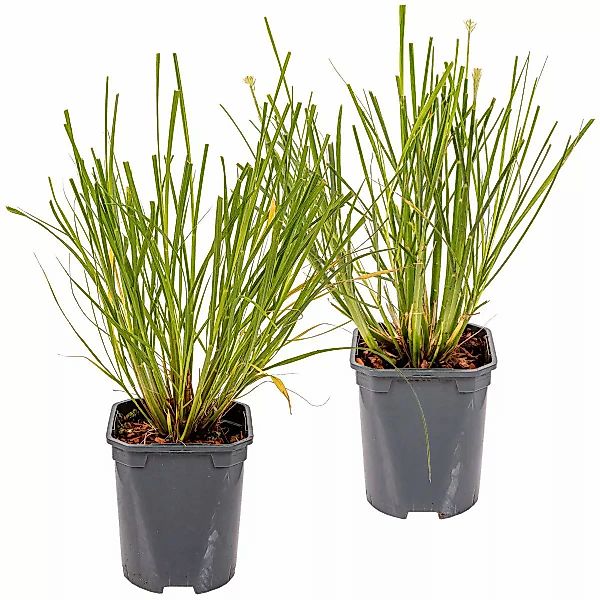 Casa Caron | 2er-Set Pennisetum Alopecuroides günstig online kaufen