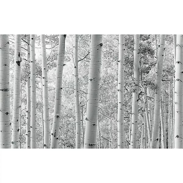 KOMAR Vlies Fototapete - Espenwald - Größe 450 x 280 cm mehrfarbig günstig online kaufen