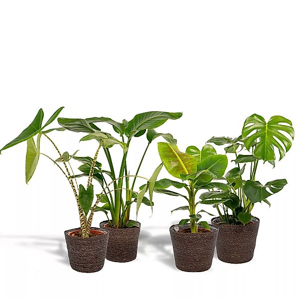 Hello Plants | Set mit 4 Zimmerpflanzen im Korb – Monstera, Alocasia, Strel günstig online kaufen