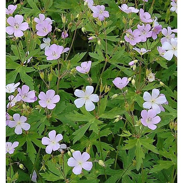 Storchenschnabel Chatto - Geranium maculatum günstig online kaufen