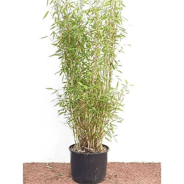Fargesia Murieliae Jumbo Bambus Immergrün 60–100 cm günstig online kaufen