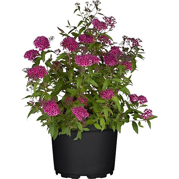 Sommer-Spier Anthony Waterer Set à 44 Stk. Höhe ca. 30 - 40cm Spiraea bumal günstig online kaufen