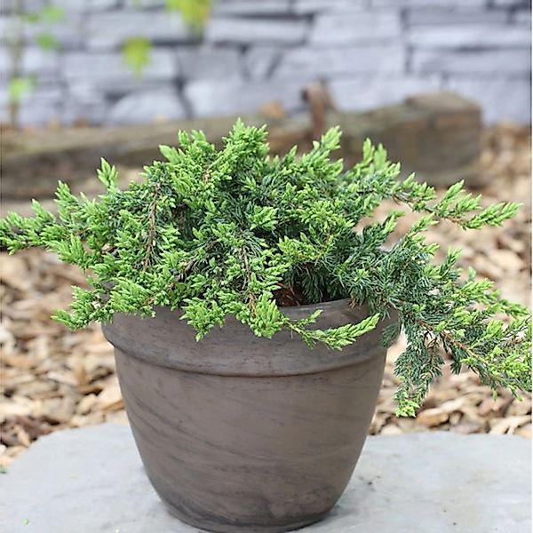 Kriechender Wacholder 30-40cm - Juniperus communis günstig online kaufen