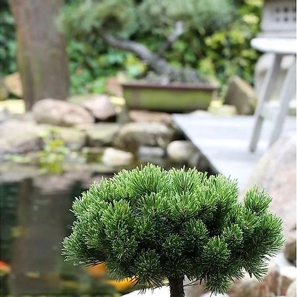 Hochstamm Zwerg Kiefer Picobello 40-60cm - Pinus mugo günstig online kaufen