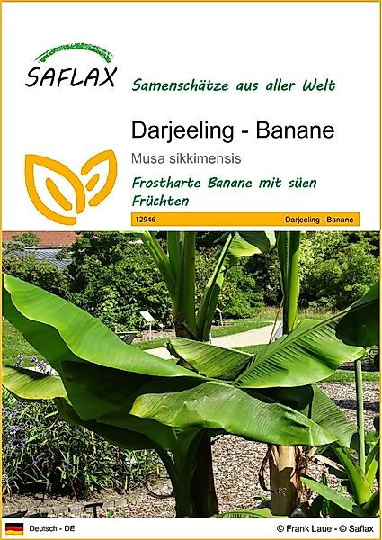 SAFLAX Blumensamen SAFLAX - Samen - Darjeeling - Banane günstig online kaufen