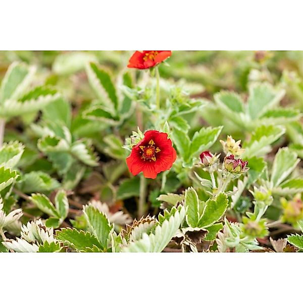 Potentilla Atrosanguinea Dunkelblutrote Fingerstrauch Ca. 9x9 cm Topf günstig online kaufen