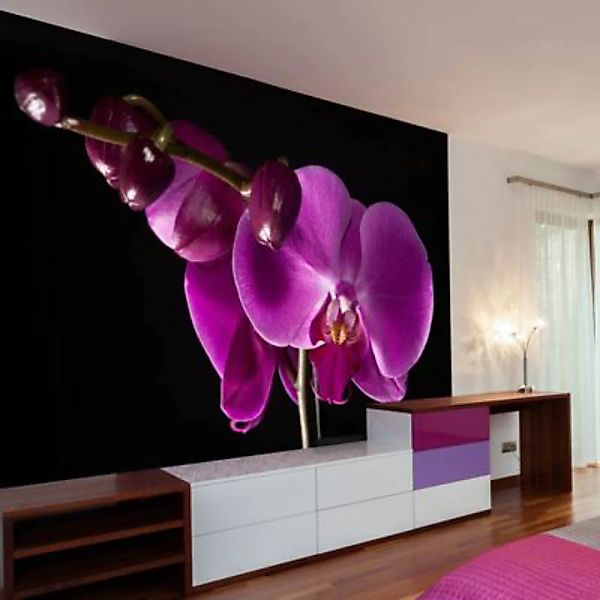 artgeist Fototapete elegant  Orchidee mehrfarbig Gr. 400 x 309 günstig online kaufen