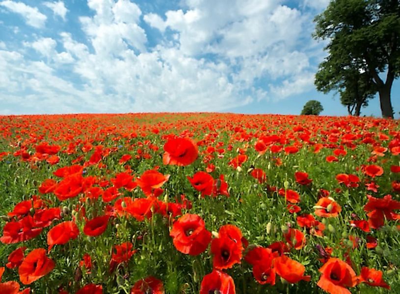 Papermoon Fototapete »Red Poppy Field« günstig online kaufen