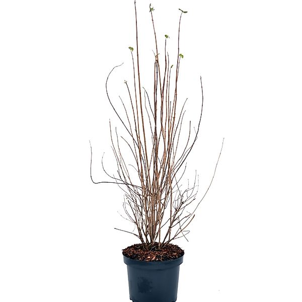 Gartenjasmin Snowgoose Höhe ca. 60-80 cm Topf ca. 4,5 l Philadelphus günstig online kaufen