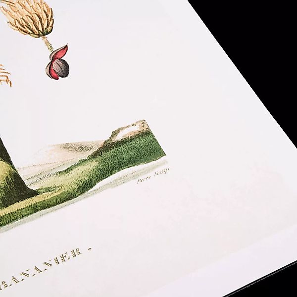 David & David Studio Planche Botanique Bananier Kunstdruck von Laurence Dav günstig online kaufen