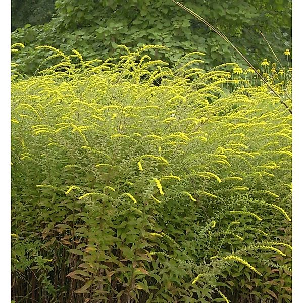Raue Goldrute Fireworks - Solidago rugosa günstig online kaufen
