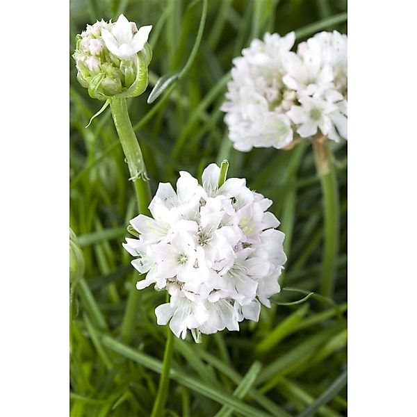 Armeria Maritima Armada White R Grasnelke Ca. 9x9 cm Topf günstig online kaufen