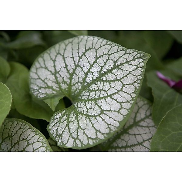 Brunnera Macrophylla Jack Frost Kaukasusvergissmeinnicht Ca. 11x11 cm Topf günstig online kaufen