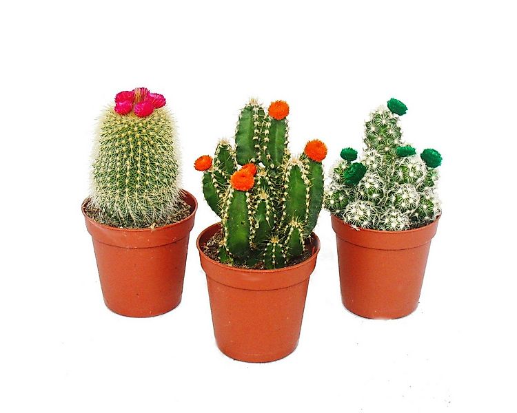 Exotenherz Kaktus Kakteen-Set 3 versch.Pflanzen im 5,5cm Topf mit bunten St günstig online kaufen