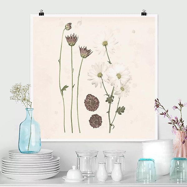 Poster Blumen - Quadrat Herbarium in rosa IV günstig online kaufen