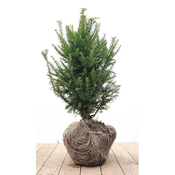 Taxus baccata 40-50 cm günstig online kaufen
