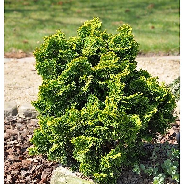 Goldgelbe Muschel Scheinzypresse 10-15cm - Chamaecyparis obtusa günstig online kaufen