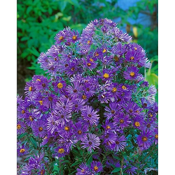 Aster Novi-belgii Sarah Ballard Glattblattaster Ca. 9x9 cm Topf günstig online kaufen