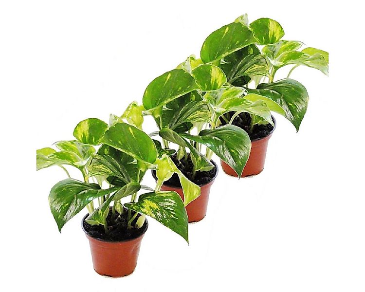 Exotenherz Zimmerpflanze 3er Set Efeutute - Scindapsus - Epipremnum - 12cm günstig online kaufen