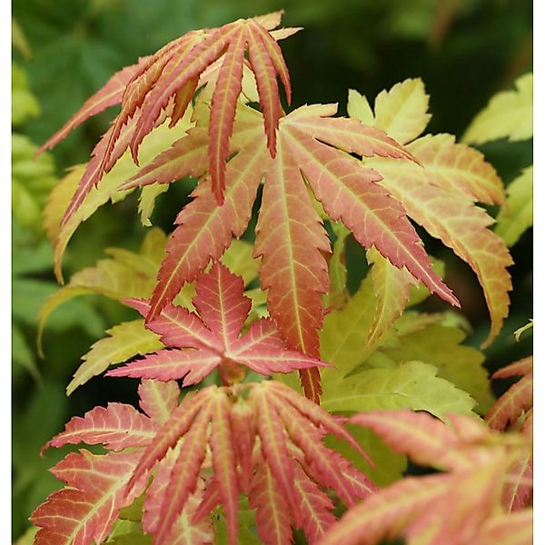 Fächerahorn Orange Dream 60-80cm - Acer palmatum günstig online kaufen