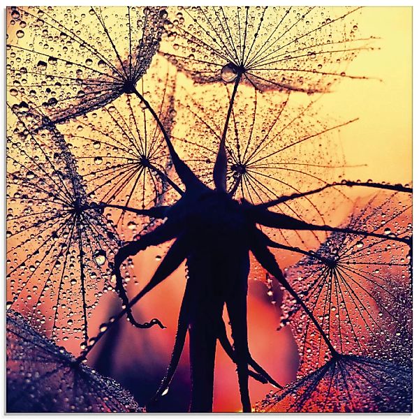 Artland Glasbild "Pusteblume im Sonnenuntergang", Blumen, (1 St.) günstig online kaufen