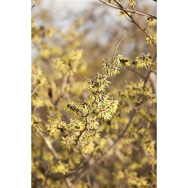 Hamamelis Virginiana Virginische Zaubernuss Gelb 125–150 cm günstig online kaufen