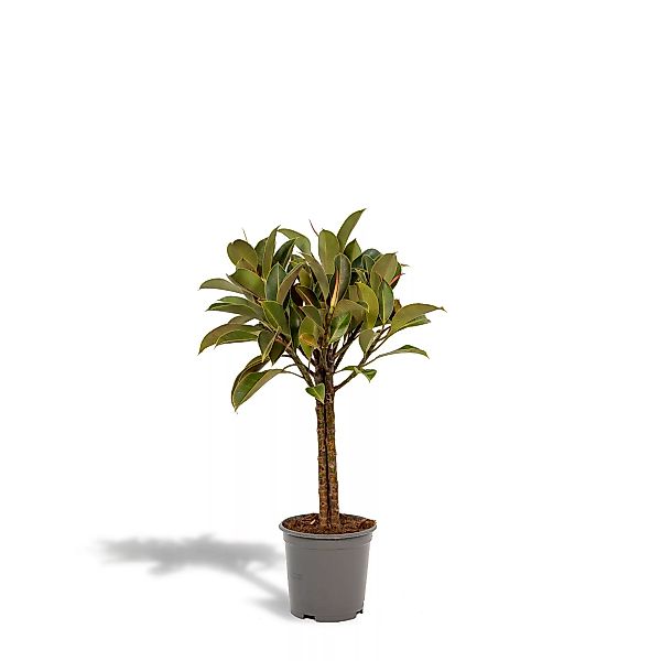 Hello Plants | Ficus Elastica Melany günstig online kaufen