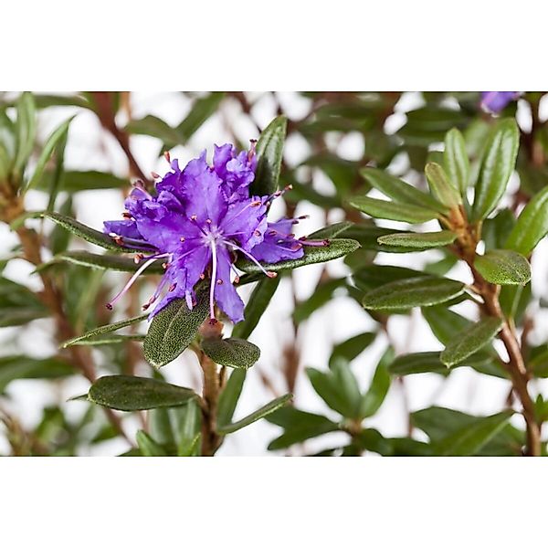 Rhododendron Impeditum Azurika Rhododendron Blauviolett 50–60 cm günstig online kaufen