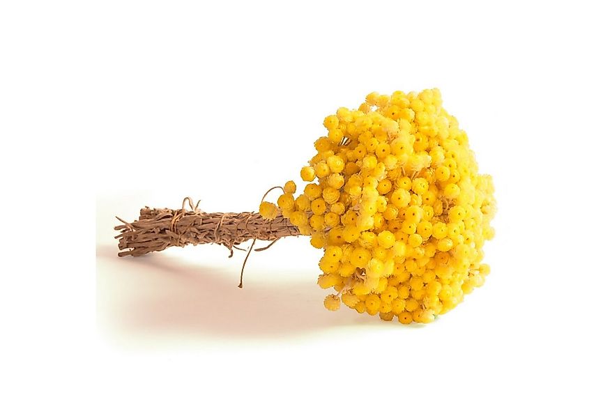 Trockenblume Immortelle getrocknet Gelb Trockenblumen Blumenstrauß Immortel günstig online kaufen