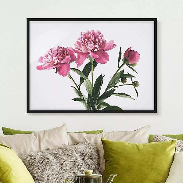 Bild mit Rahmen Blumen - Querformat Blüten und Knospen Pink auf Weiß günstig online kaufen
