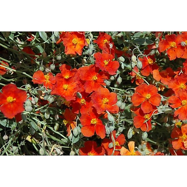 Helianthemum X Cult.'fire Dragon' Sonnenröschen Ca. 9x9 cm Topf günstig online kaufen