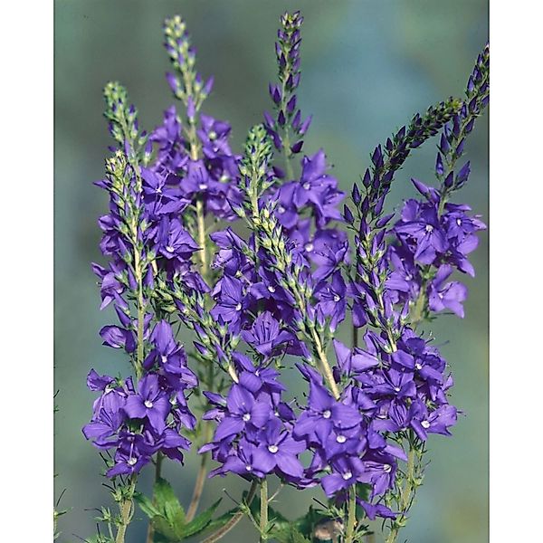Veronica Teucrium Shirley Blue Ehrenpreis Ca. 9x9 cm Topf günstig online kaufen