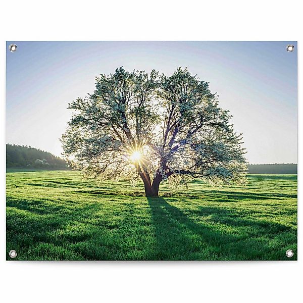 Reinders Poster "Baum in der Morgensonne", Outdoor für Garten oder Balkon günstig online kaufen