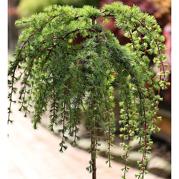 Hochstamm Japanische Lärche Stiff Weeper 100-125cm - Larix kaempferi günstig online kaufen