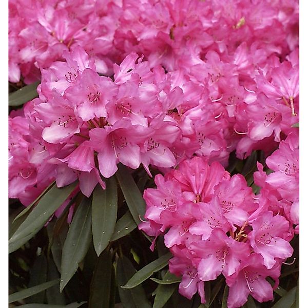 INKARHO - Großblumige Rhododendron Rosa Perle 25-30cm - Rhododendron makino günstig online kaufen